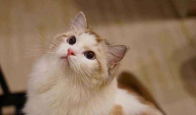 猫咪视频最新版，日常猫趣与暖心陪伴时光